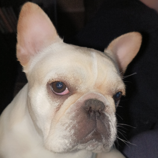Pierre