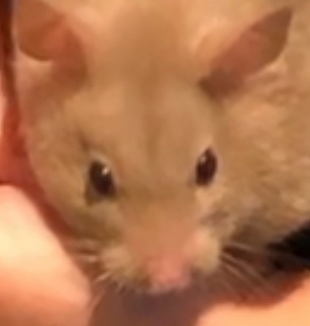 RATTICUS
