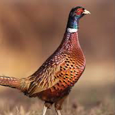 pheasantz