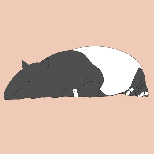 malayan_tapir