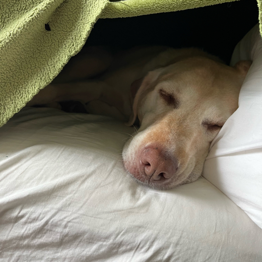 Puppydog