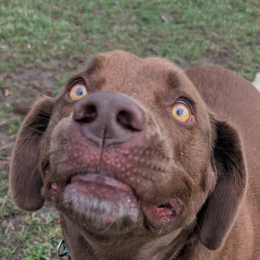 Essex Labs