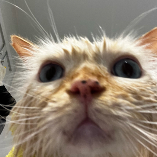 howdyrat