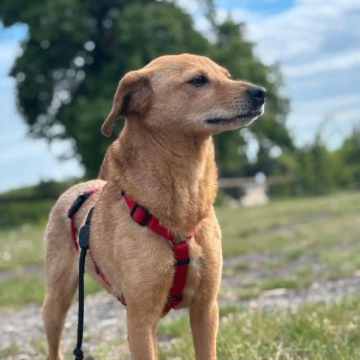 profile