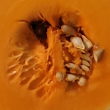 Oiouho