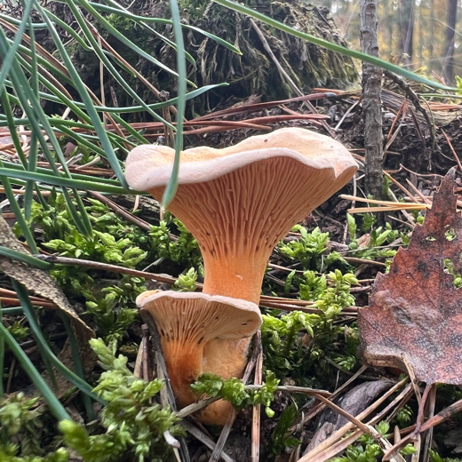 knobluch