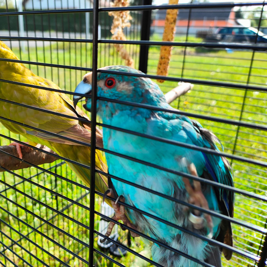 Piskot
