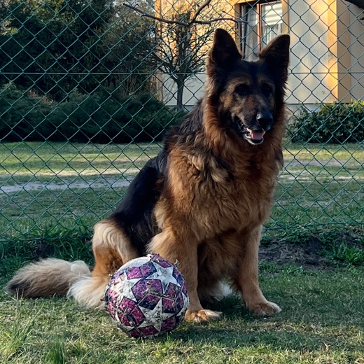 Ziku