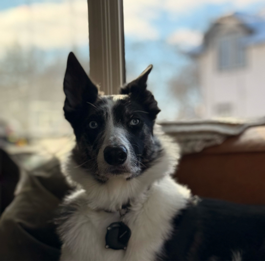 brody