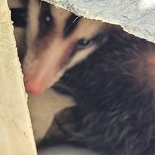 Mid Mimicry