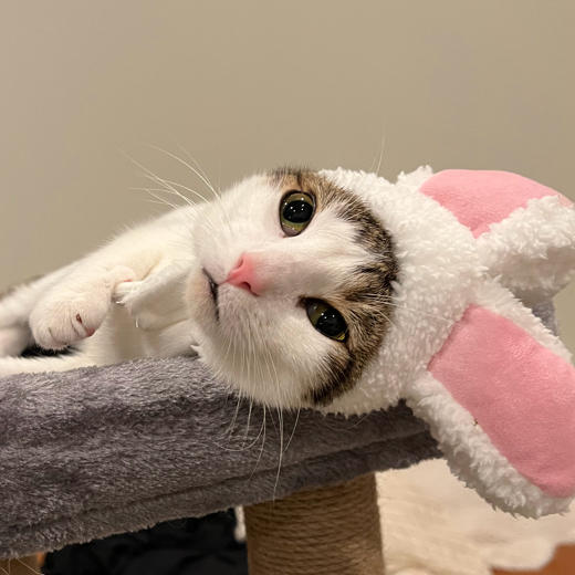 mini_the_cat