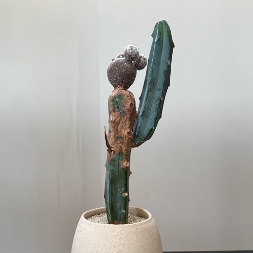 めぶき