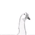 BigGoose