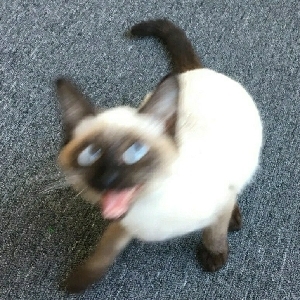 ¿