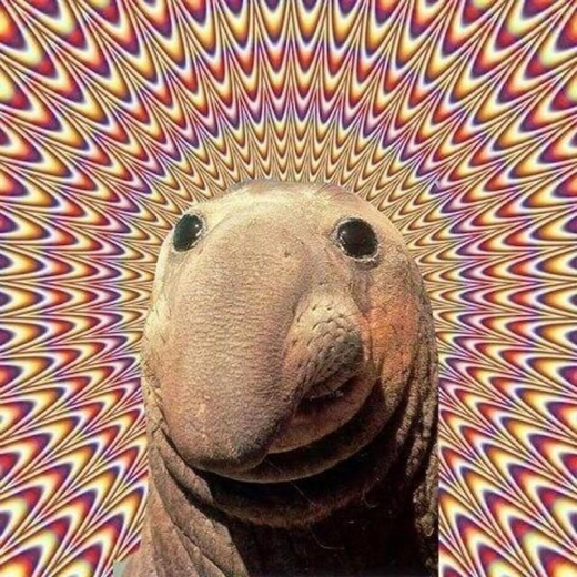 BLA1MBZ