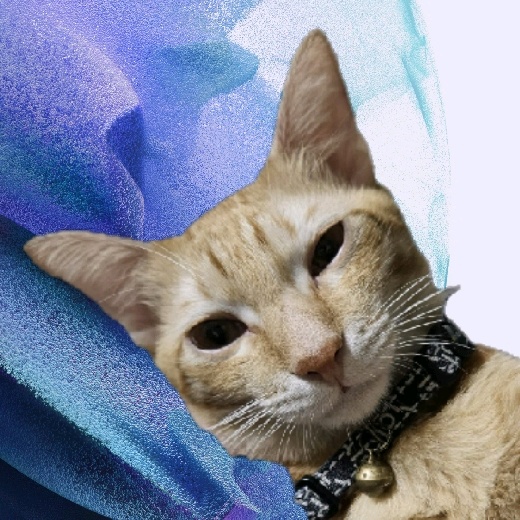 𝙇𝙚𝙚𝘾𝙤𝙤𝙠𝙞𝙚 𝙎𝙩𝙪𝙙𝙞𝙤（LCS）