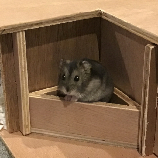 hamsternaut