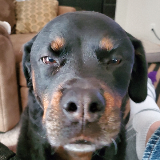 mackobun