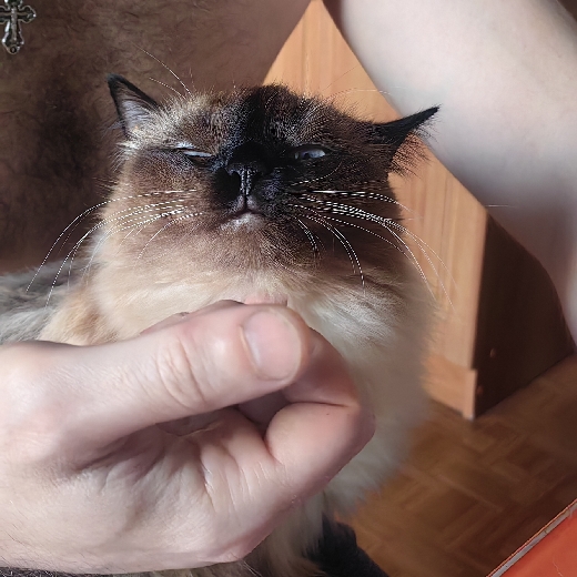 I'm Simochka
