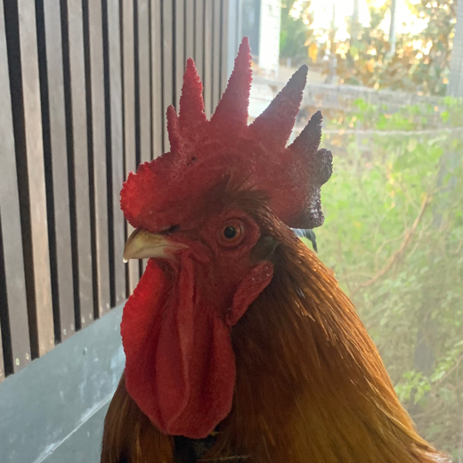 Meranaldar