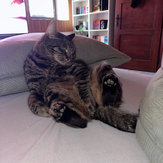 Solxie