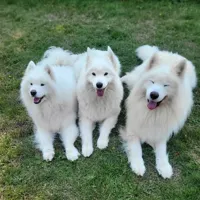 Shoob Daddy | Home - MakerWorld