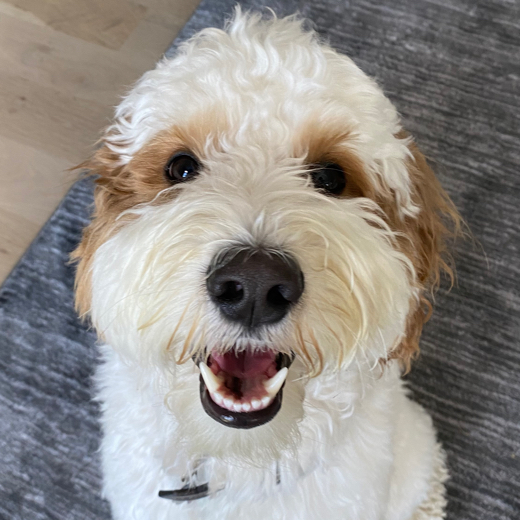 ChiliDog creator profile