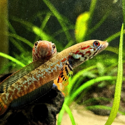 Possibly-a-fish