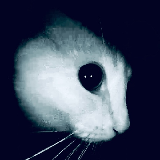profile