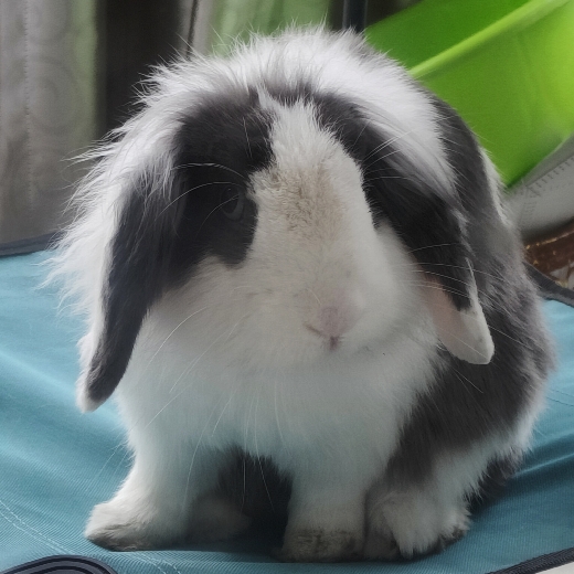 Rabit