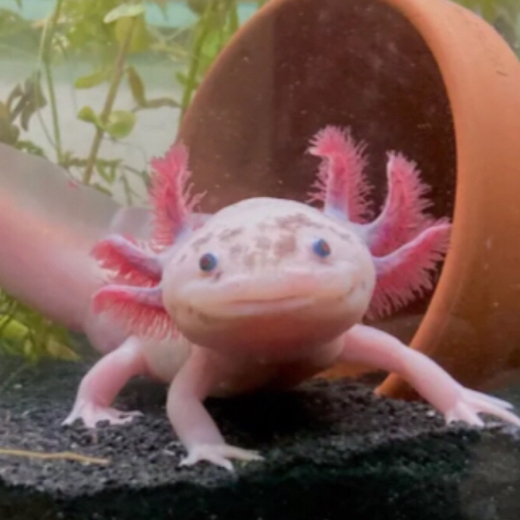 TheAxolotlGuy