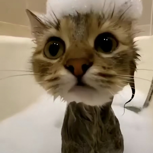 gizmo.3d