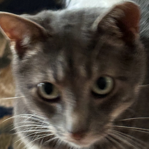 bond the cat bro