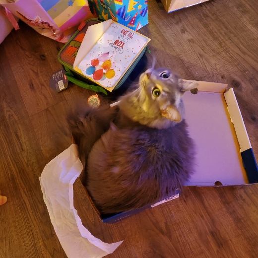 ERRORCats
