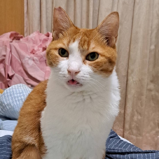 Cushouyu
