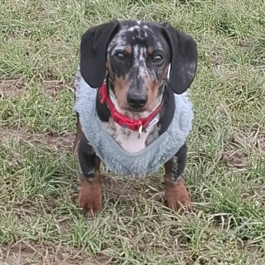 dinkydoo10