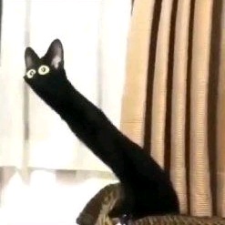 Watercat76