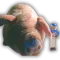 Mcchug