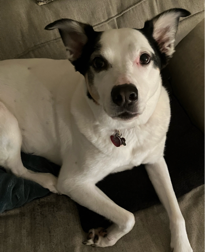 Scribbles the Mutt