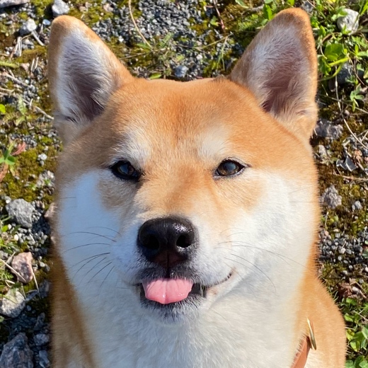 velizarx
