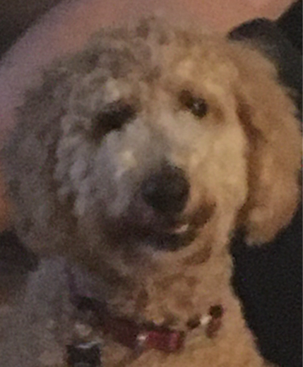 Reddognighttime