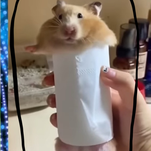 Hamsterman24