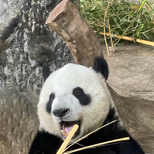 模型设计师熊熊