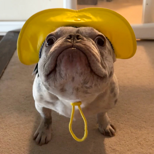 DuuhMojo