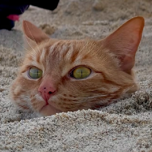 Kitty