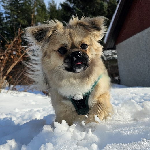 Ilkka