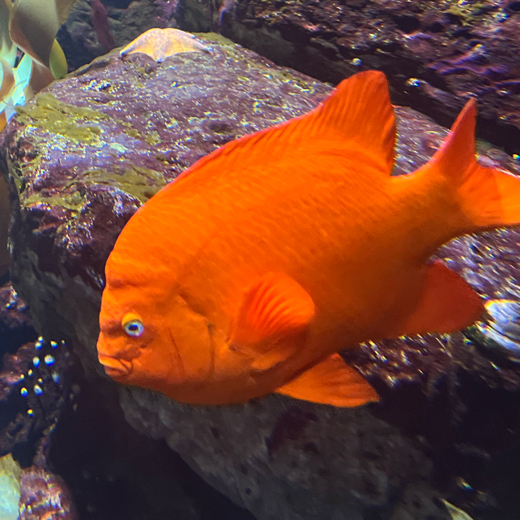 the 3D fish