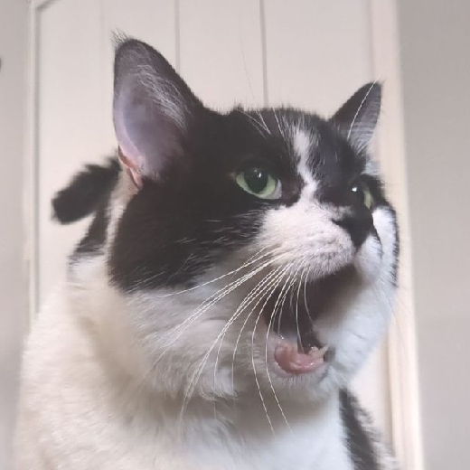 Bageezus