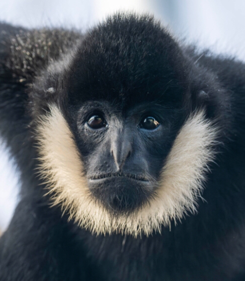 Mr gibbon