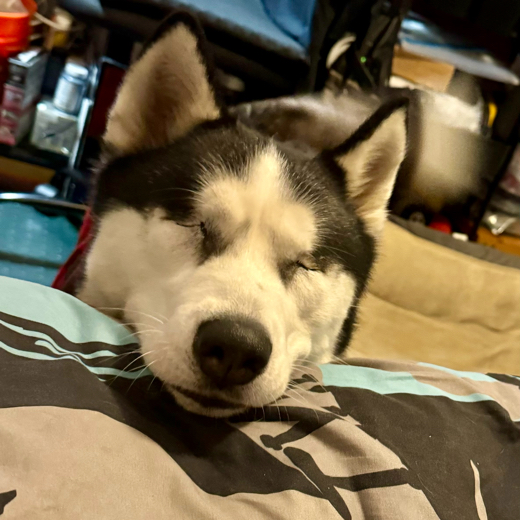 Tana Pup